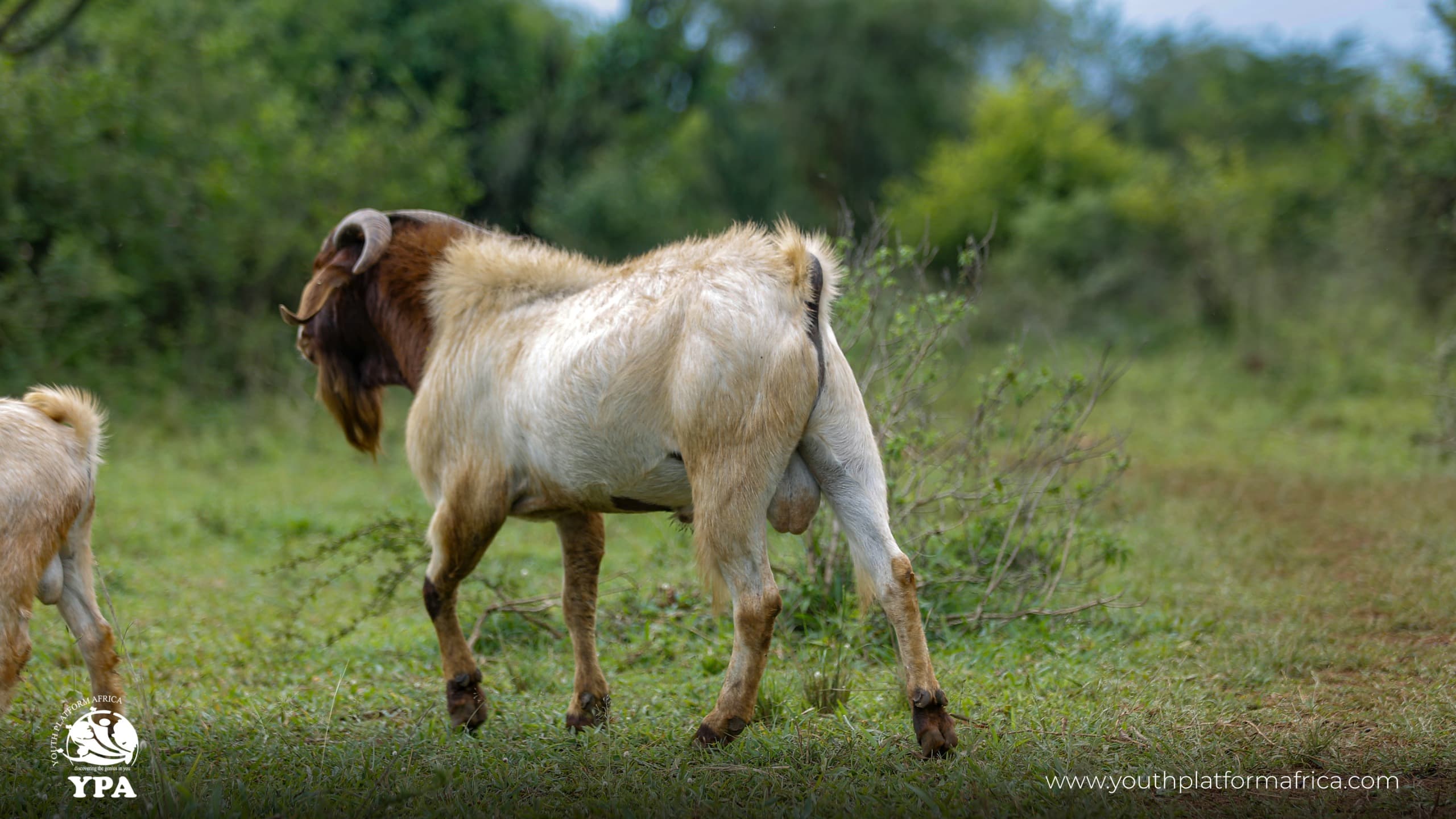 How 130,000 Goats Are Transforming Rural Uganda