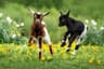 The Hidden Economics of Goat Farming Most Farmers Never Learn