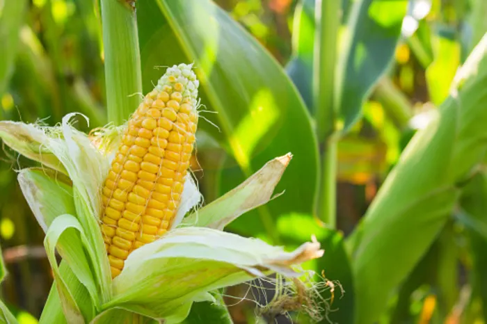 Maize